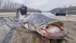 Il gigante del fiume