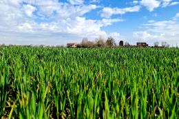La siccità cambia faccia alla nostra campagna