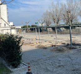 Tagliati 6 alberi senza l’ok del Comune