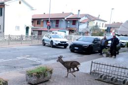 "Invasione" di caprioli in piazza: che spettacolo!