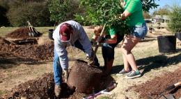 Verde pubblico, in arrivo 120 piante