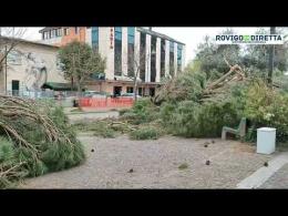 Addio pini marittimi dalla piazza