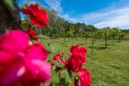 Sull'isola di Albarella fiorisce la primavera