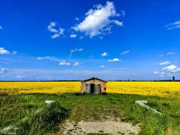 I campi colorati di giallo, che meraviglia!!!