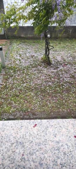 Grandine a Cavarzere: agricoltura in ginocchio