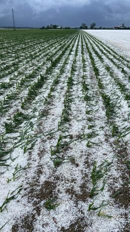 La grandine devasta le colture, agricoltura in ginocchio