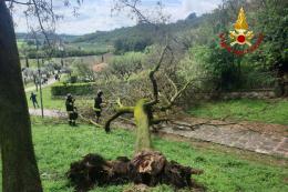 Schiacciati da un albero sui Colli