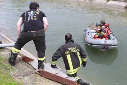 Capriolo cade nel canale, salvato dai pompieri