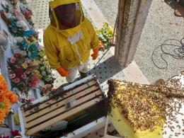 Cimitero, salvate le api dei loculi