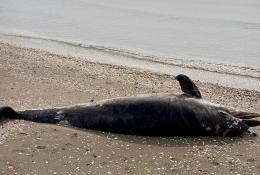 Sulla spiaggia un delfino morto