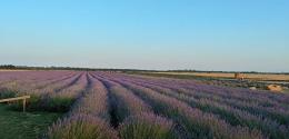 Campi di lavanda, i luoghi iconici di Ca' Mello 