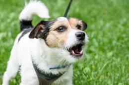 Fanno causa al cane perché abbaia