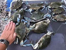 La pesca del granchio blu, a quintali per salvare le vongole
