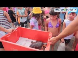 La tartaruga Olimpia riprende la via del mare