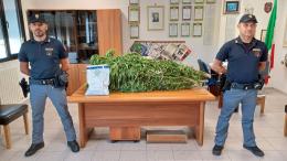 Trovata una serra di marijuana
