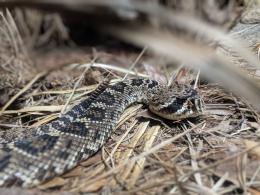 Bimba morsa da una vipera
