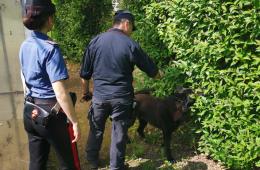 Nonno "coca", arrestato con due "sassi" di cocaina