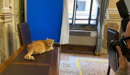 Auguri Rossini, gatto simbolo di Rovigo