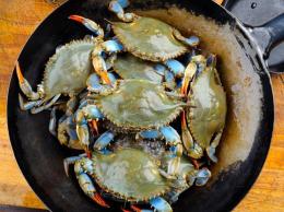 In un mese, pescati 2200 quintali di granchio blu