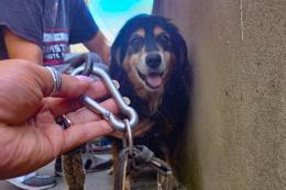 Cane in catene, liberato dalle forze dell’ordine