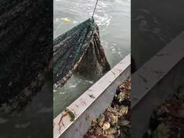 Invasione di granchi blu: ormai non si pesca altro
