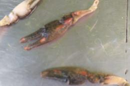 Il pescegatto americano si mangia il granchio blu!