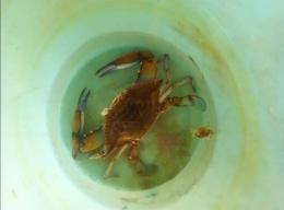 Granchi catturati e torturati : "Ora basta"