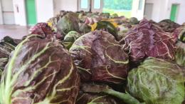 Radicchio, crolla il fatturato locale