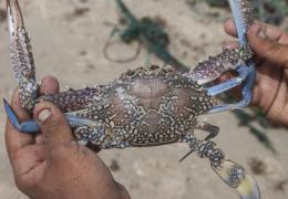 Il granchio blu atlantico chiama il "cugino" africano
