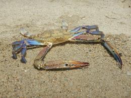C'è una seconda specie di granchio blu nei nostri mari