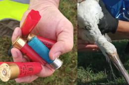 Uccello protetto preso a fucilate