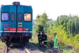 Due tori sulla linea ferroviaria, la littorina li investe 