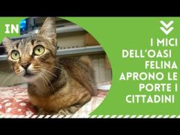 Arriva Rovigatto, l'evento benefico dell'Oasi Felina