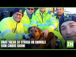 Anas salva su strada un animale ogni 5 giorni