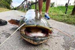 Pesca grossa in Adigetto!