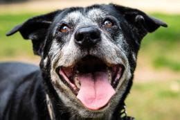 “Adottate un cane anziano: è meraviglioso”