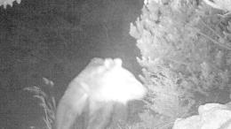 Orsi sul Monte Baldo: ora è ufficiale