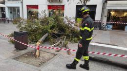 Camion stronca gli alberi sul Corso