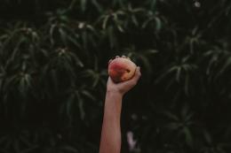 E' allarme alberi da frutta a Rovigo