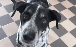 Tobia, Danny, Cotton e altri ancora aspettano una famiglia