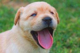 Diventerà un super cane guida!