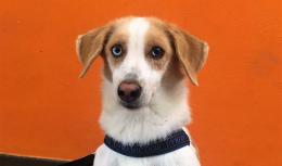 Tanti cani aspettano ancora una famiglia
