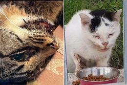 Gatti avvelenati e picchiati: è allarme