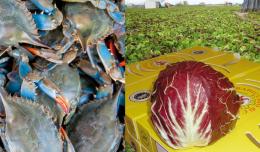 Il radicchio si sposa col granchio