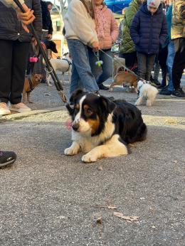 San Bellino, fiocco e benedizione