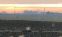 Avvistati due lupi in Alto Polesine