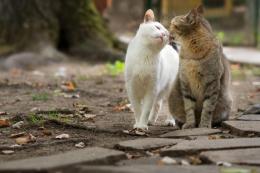 L'Oasi Felina lancia la raccolta fondi su Teaming