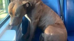 Rocky sale solo sul treno per Venezia... e fa il giro del web