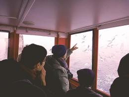 Gabbiani, in città avvistate due specie rare