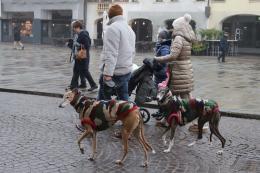 Domenica ecologica, boom al Roverella